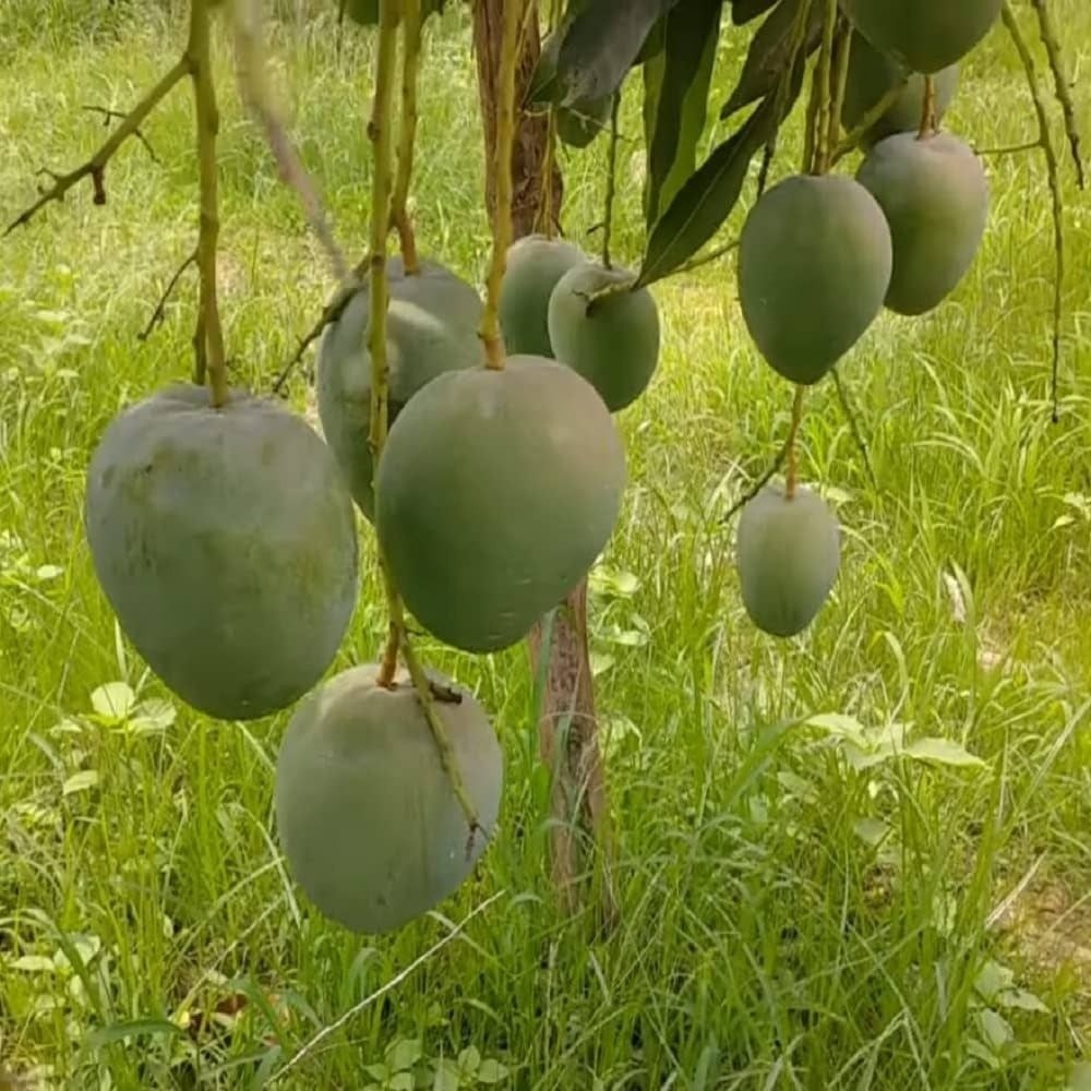 Bari 4 Mango Plant