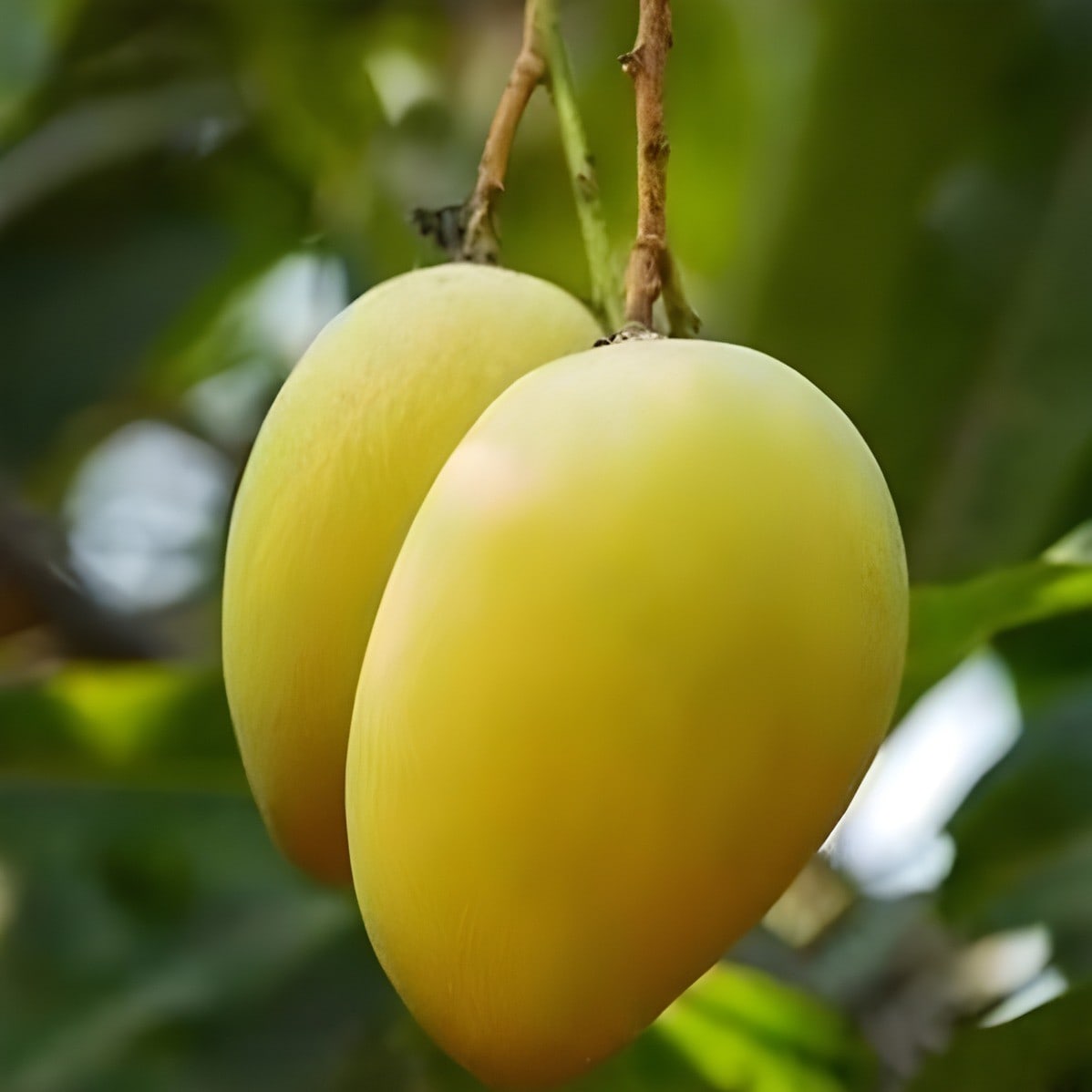 Hari Vanga Mango Plant