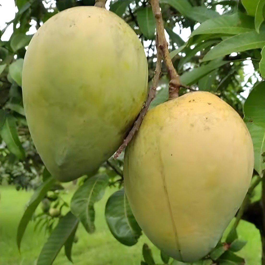 Hari Vanga Mango Plant, image 2 of 3