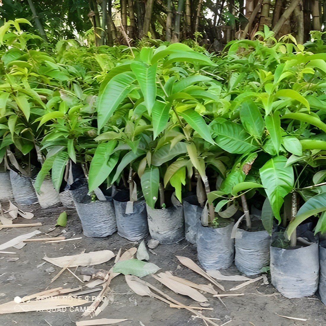 Hari Vanga Mango Plant, image 3 of 3