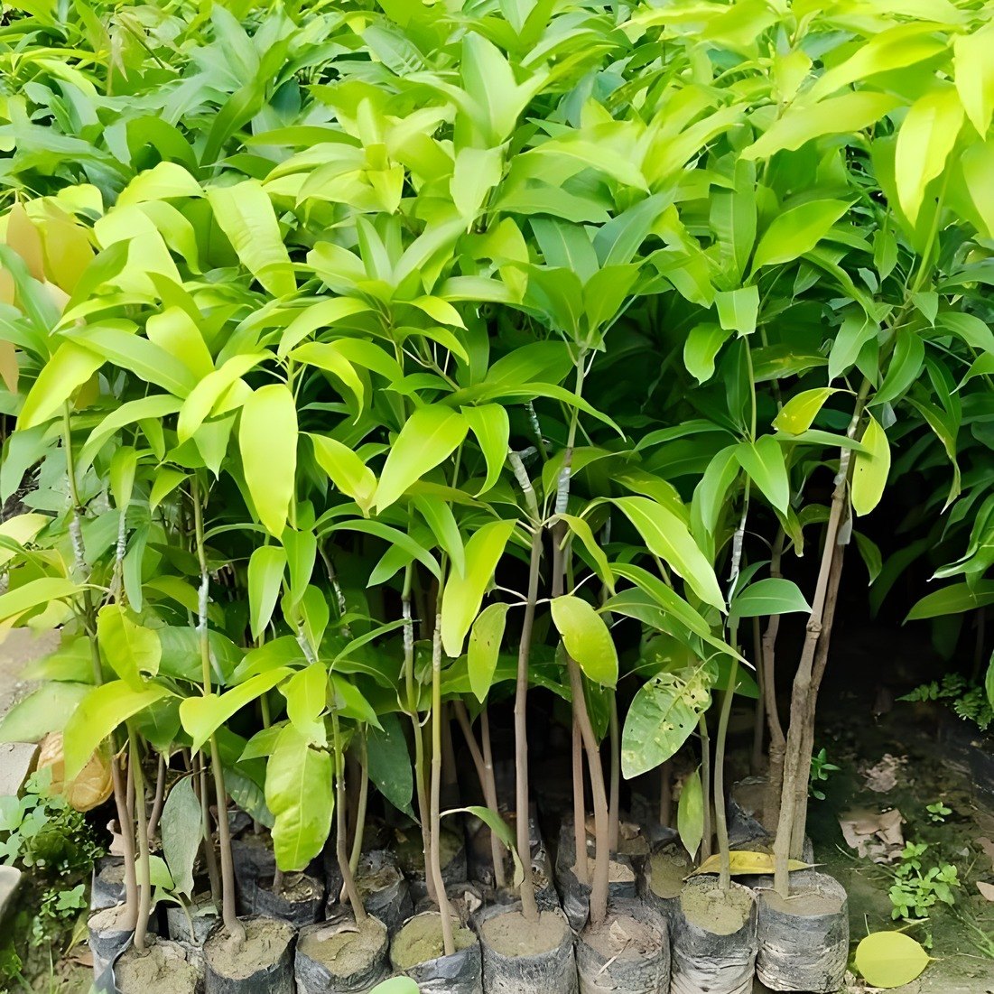 Bari 11 Mango Plant, image 2 of 2