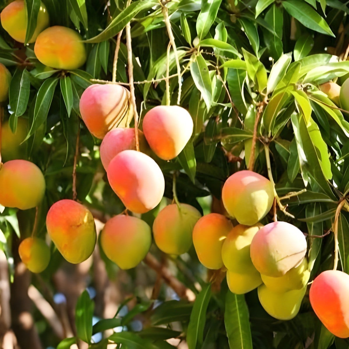 Alphonso Mango Plant