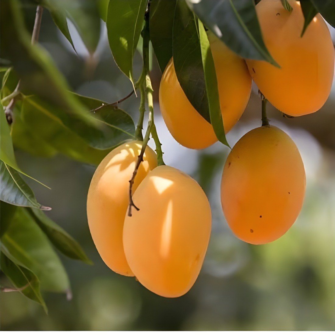 Alphonso Mango Plant, image 2 of 4