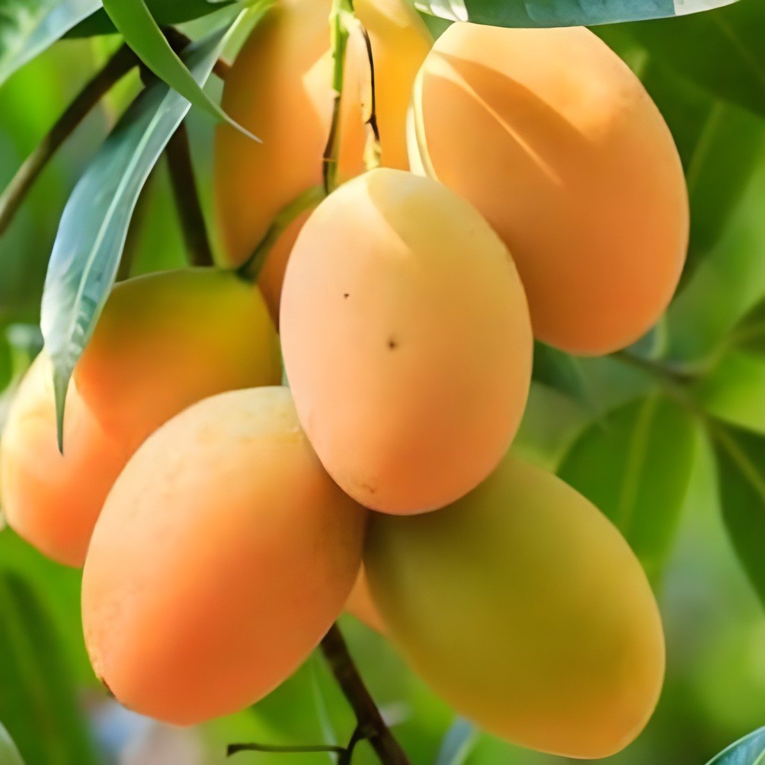 Alphonso Mango Plant, image 3 of 4