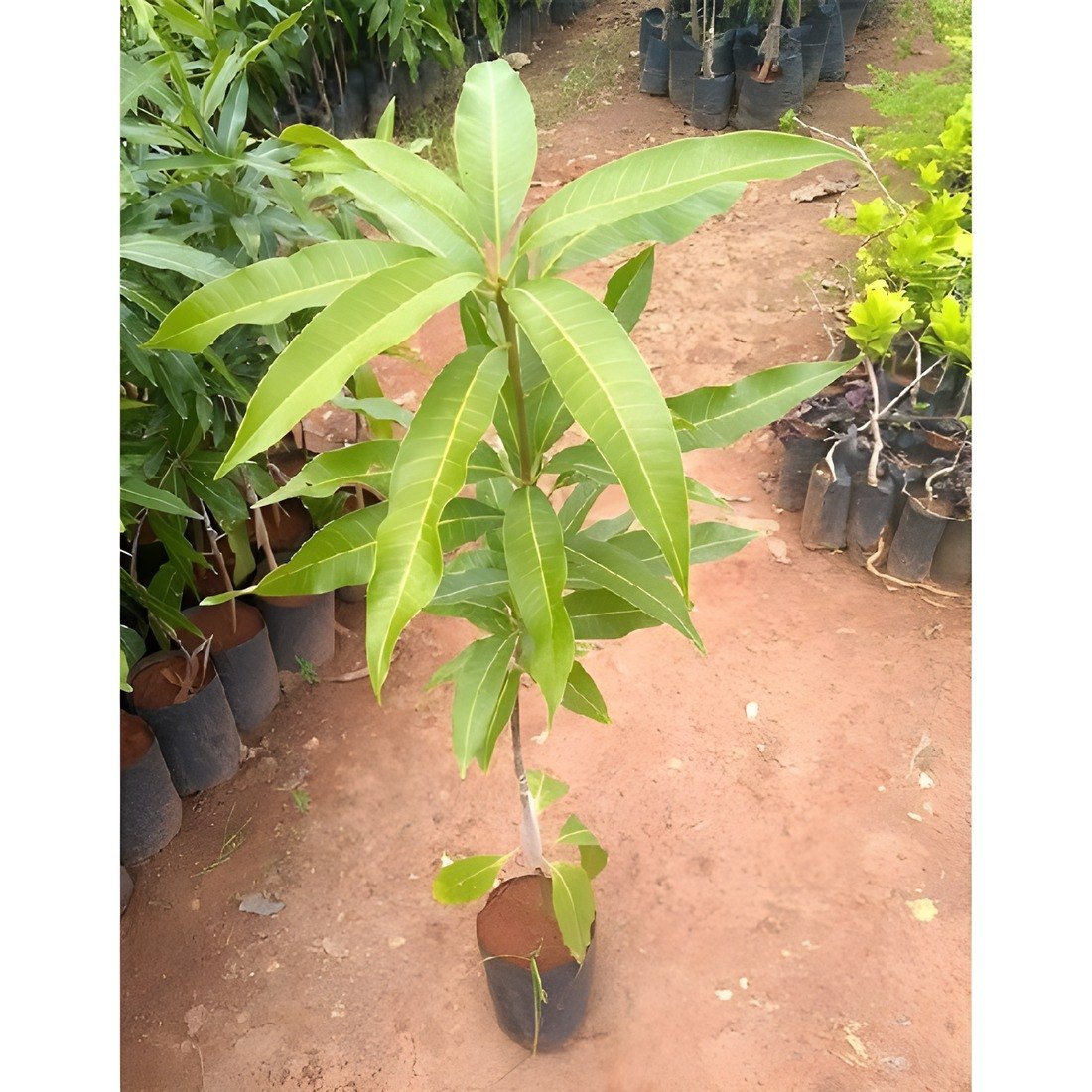 Alphonso Mango Plant, image 4 of 4