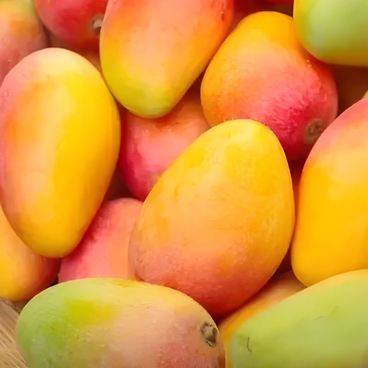 Kesar Mango Plant