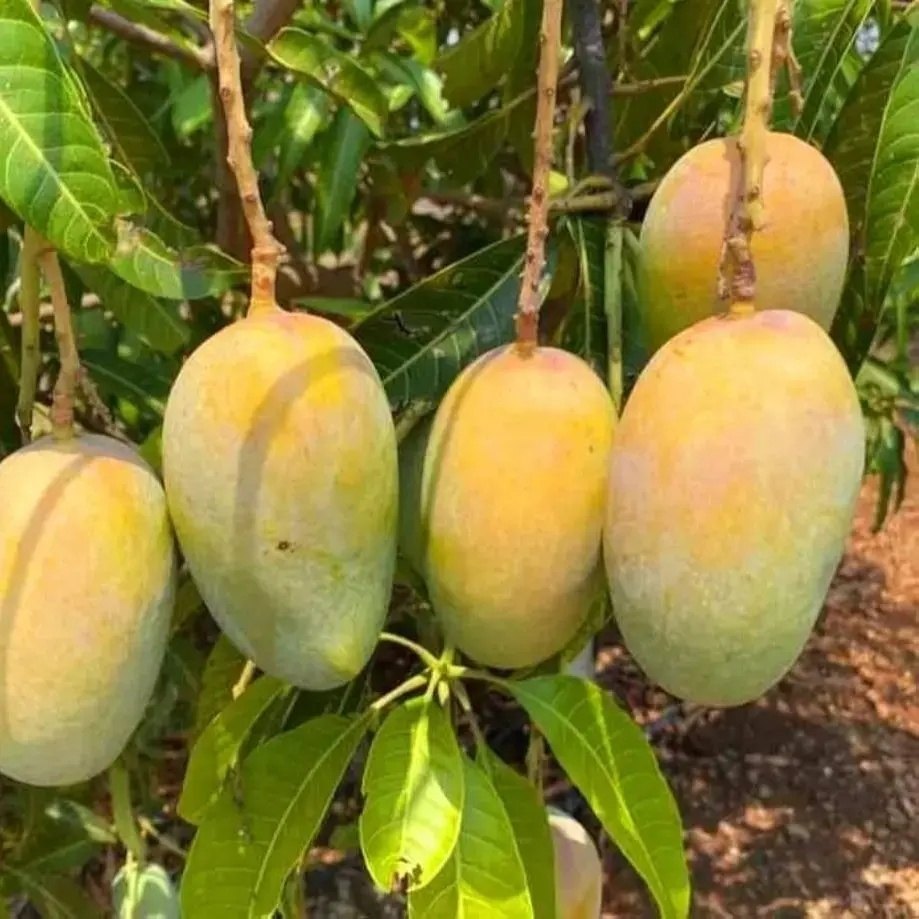 Kesar Mango Plant, image 2 of 3