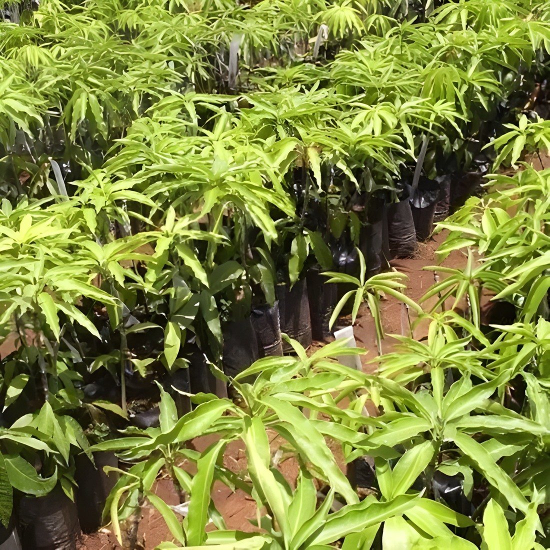 Kesar Mango Plant, image 3 of 3