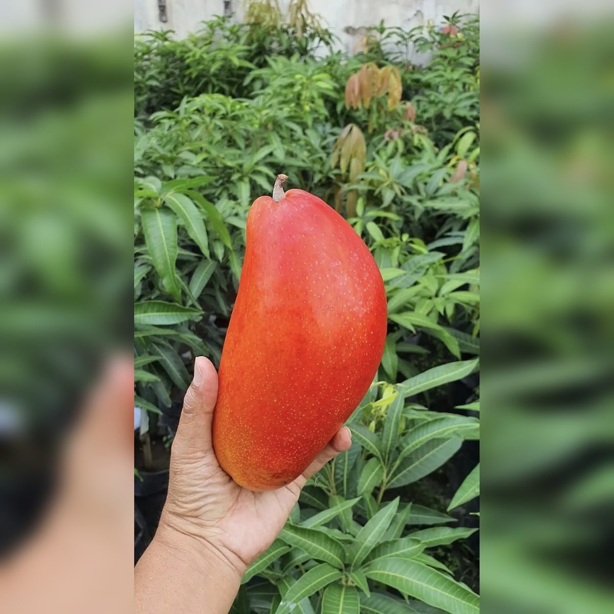 Xi Shi Mango Plant