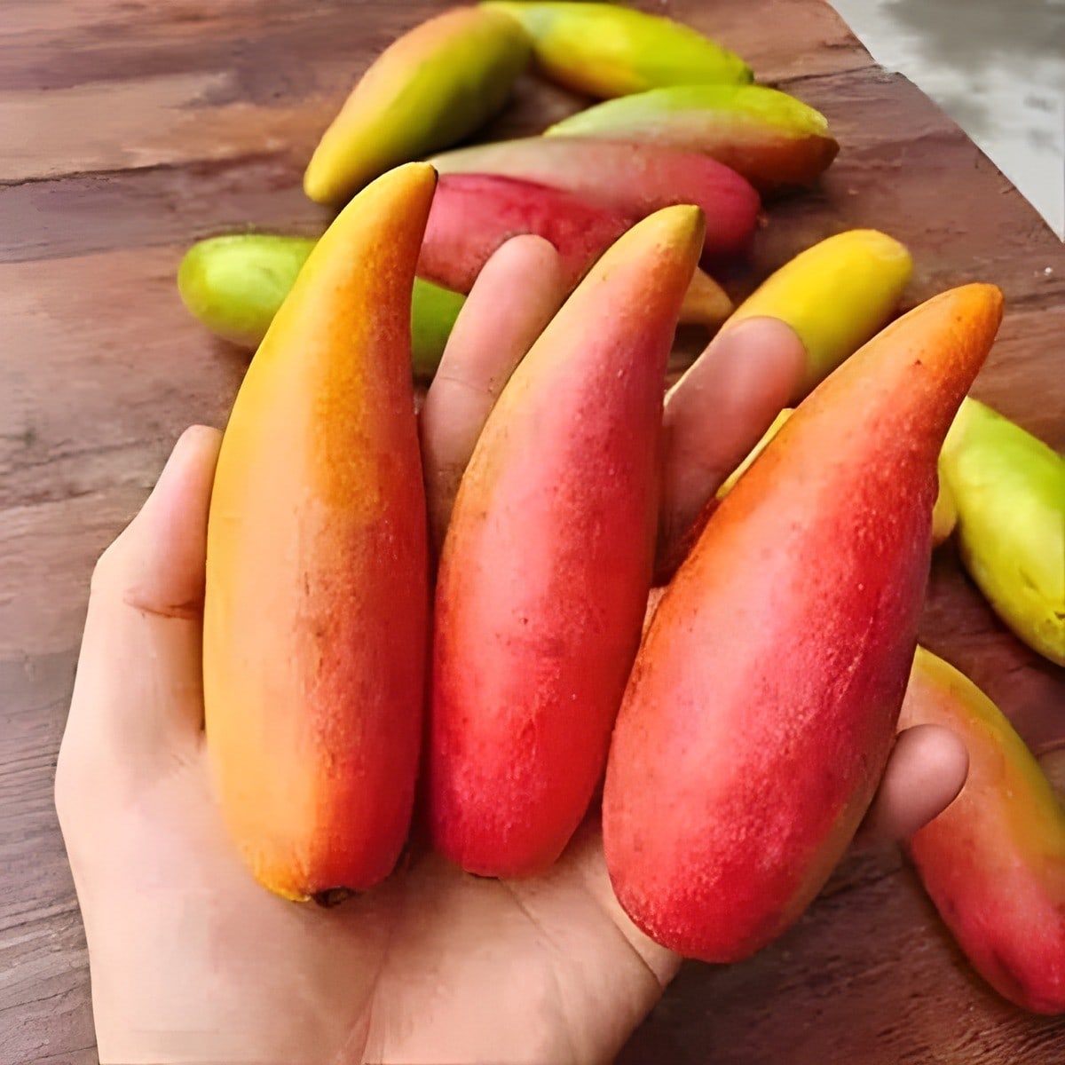Chilli Mango Plant