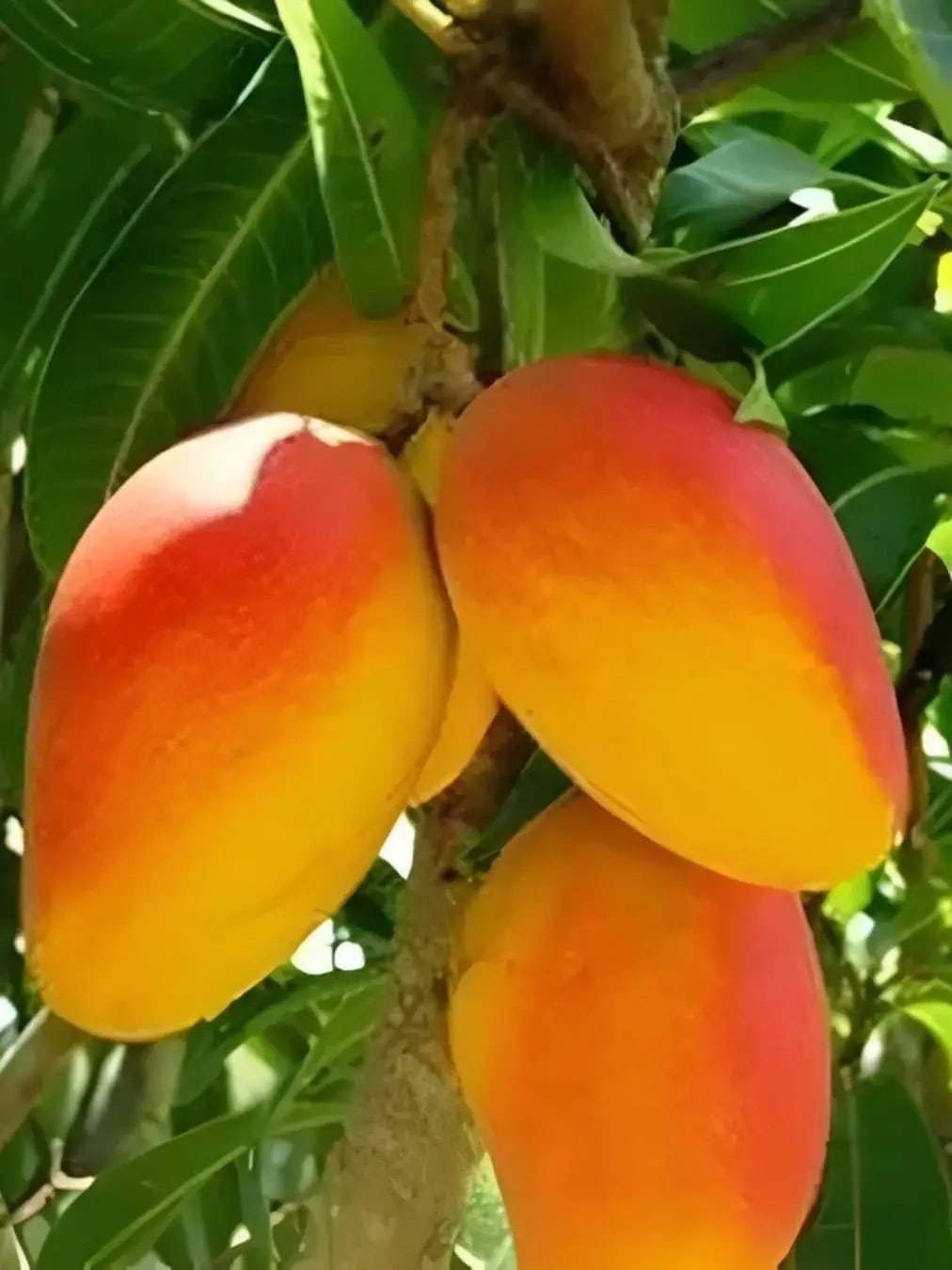 Hong Siang Red Dragon Mango Plant