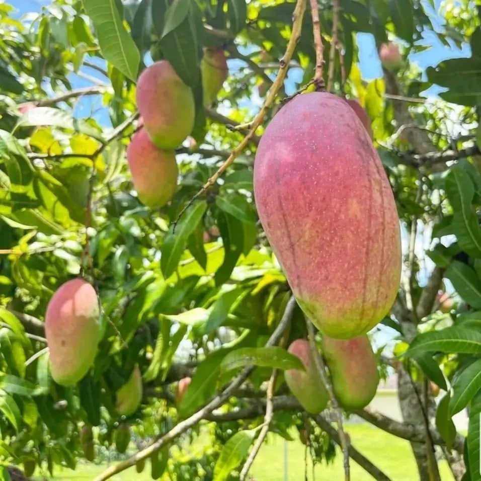 Valencia Pride Mango Plant