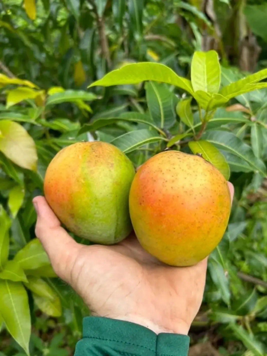 Honey Kiss Mango Plant