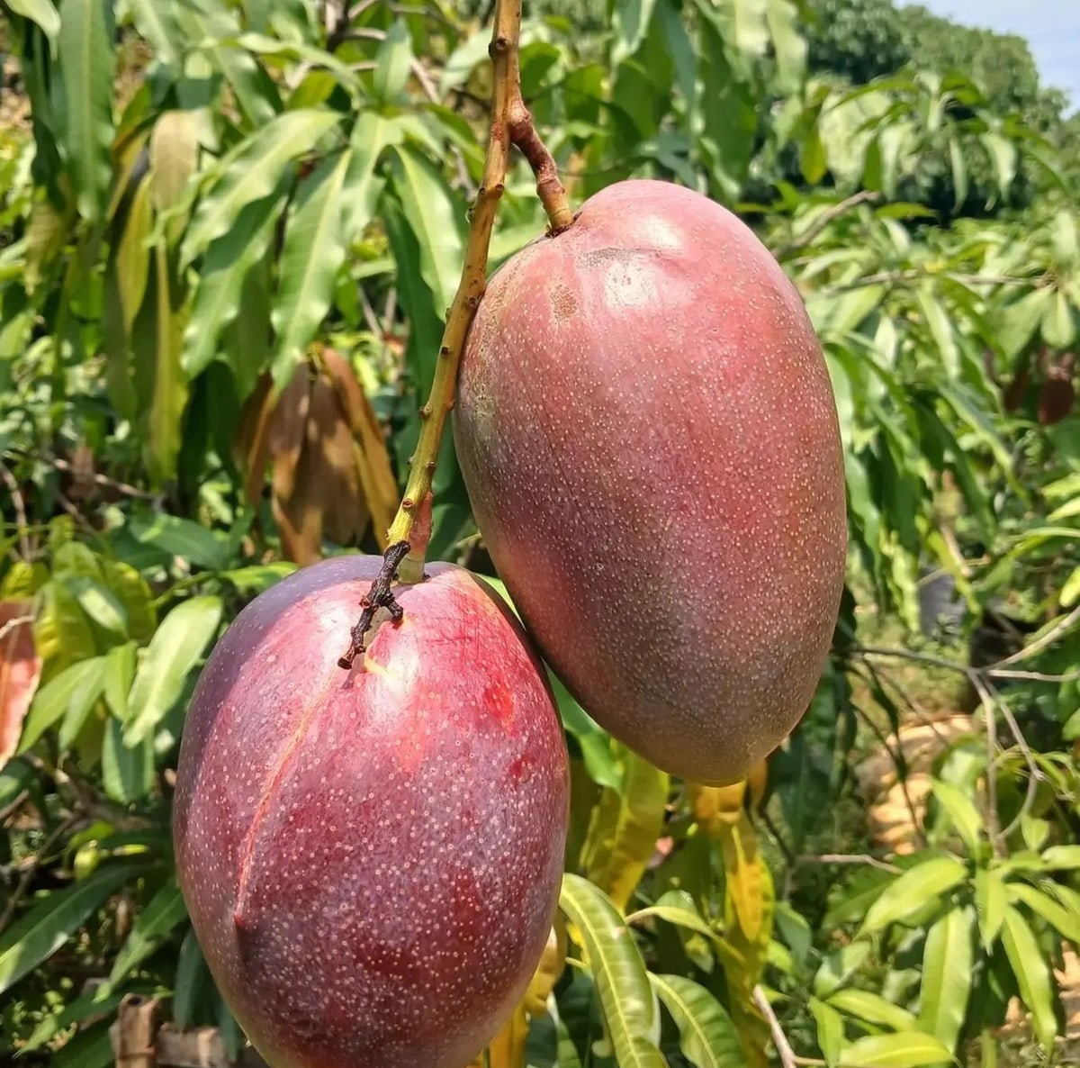Yuwen Mango Plant