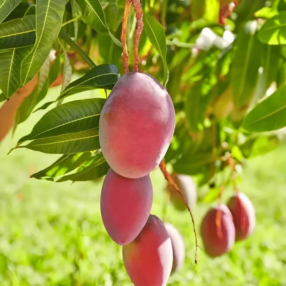 Sensation Mango Plant