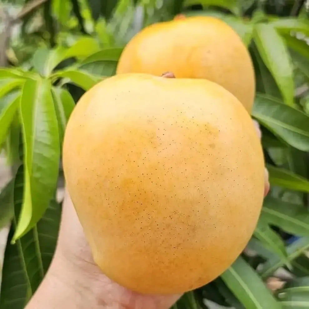Honey Gold Mango Plant