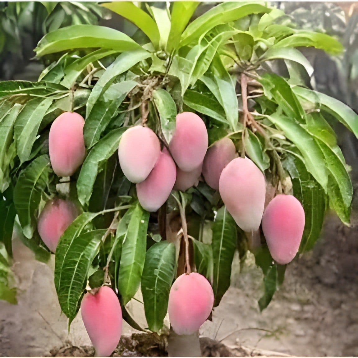 BN 7 Mango Plant