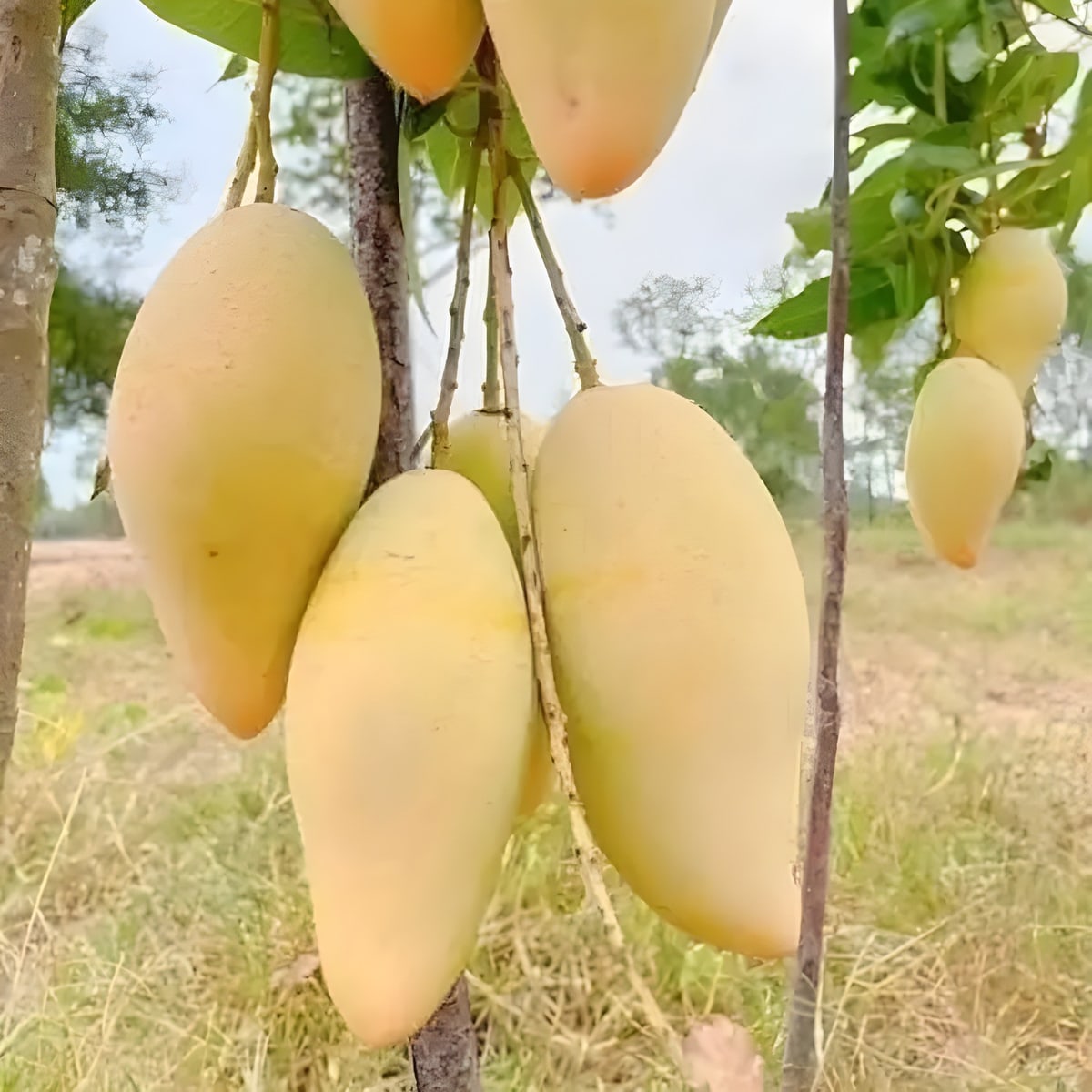 Carabao Mango Plant
