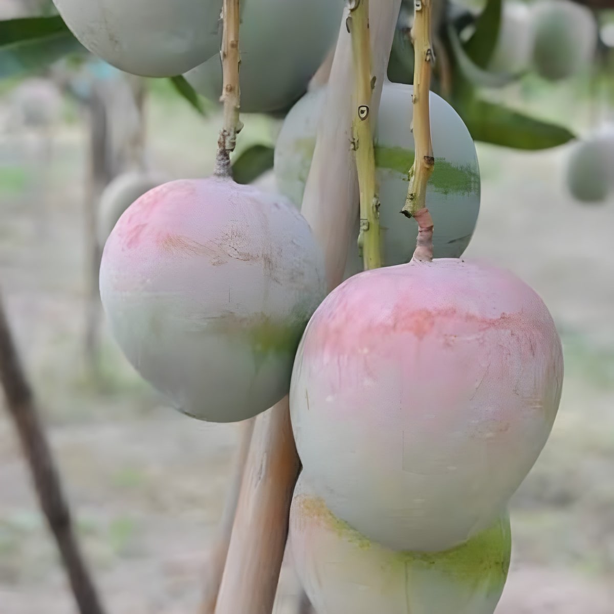 R2E2 Mango Plant