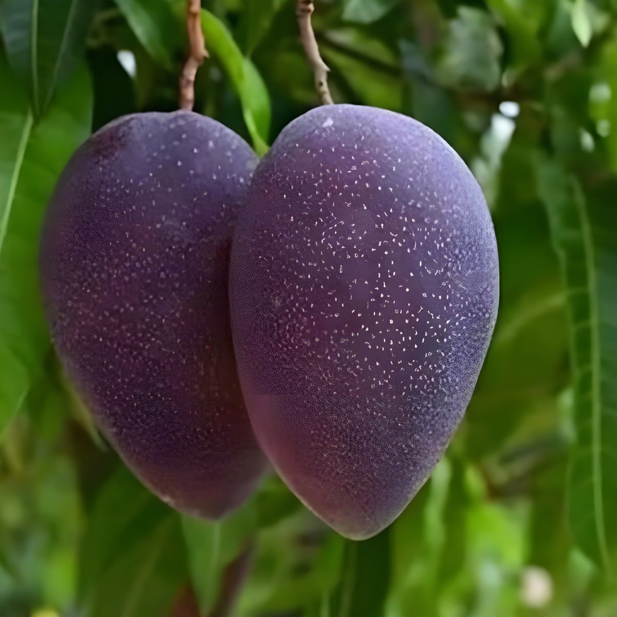 Kasturi Mango Plant