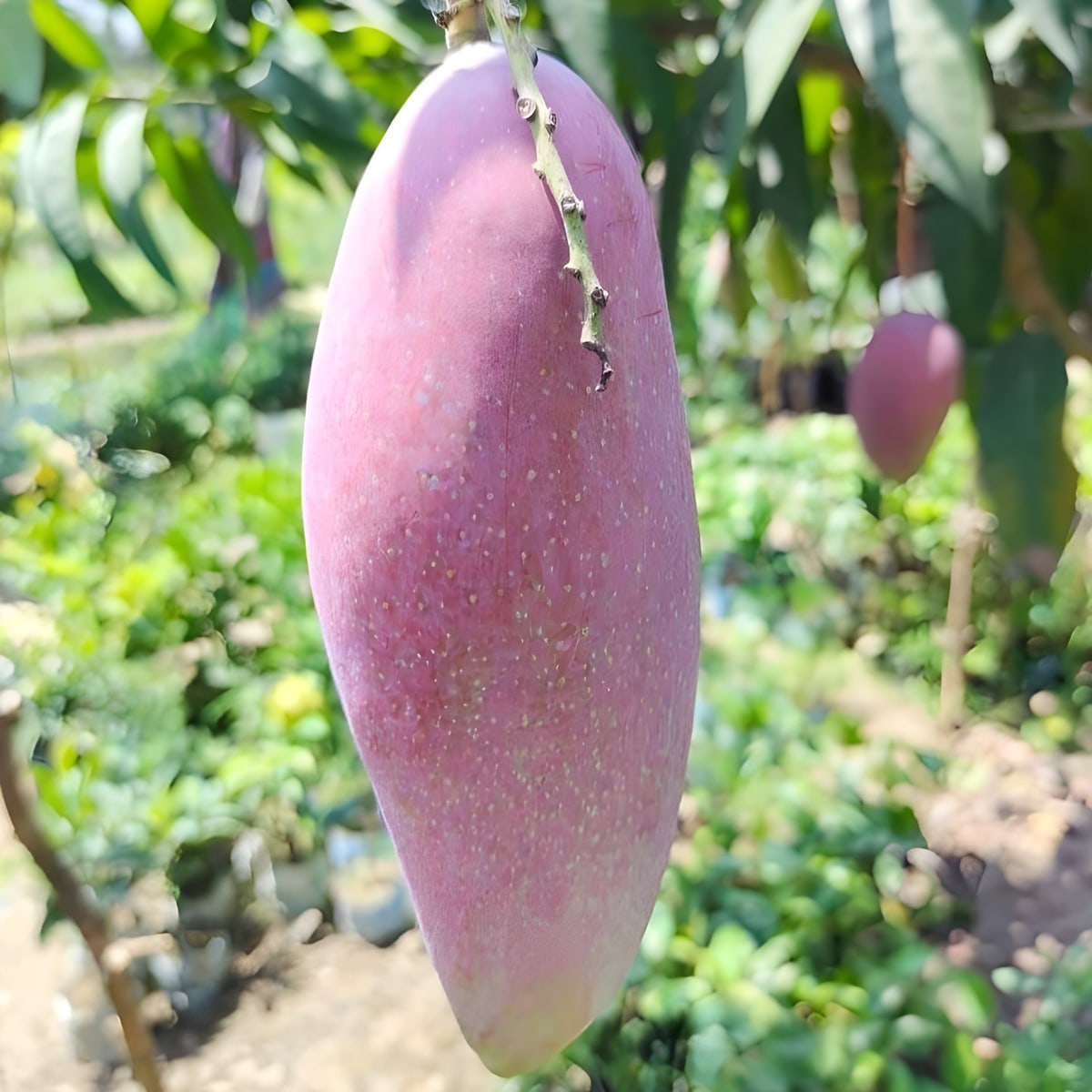 Red Ivory Mango Plant