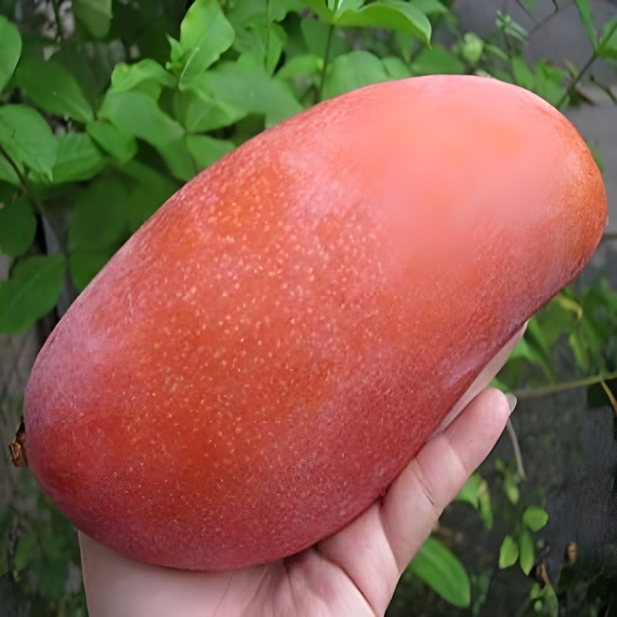 Red Banana Mango Plant