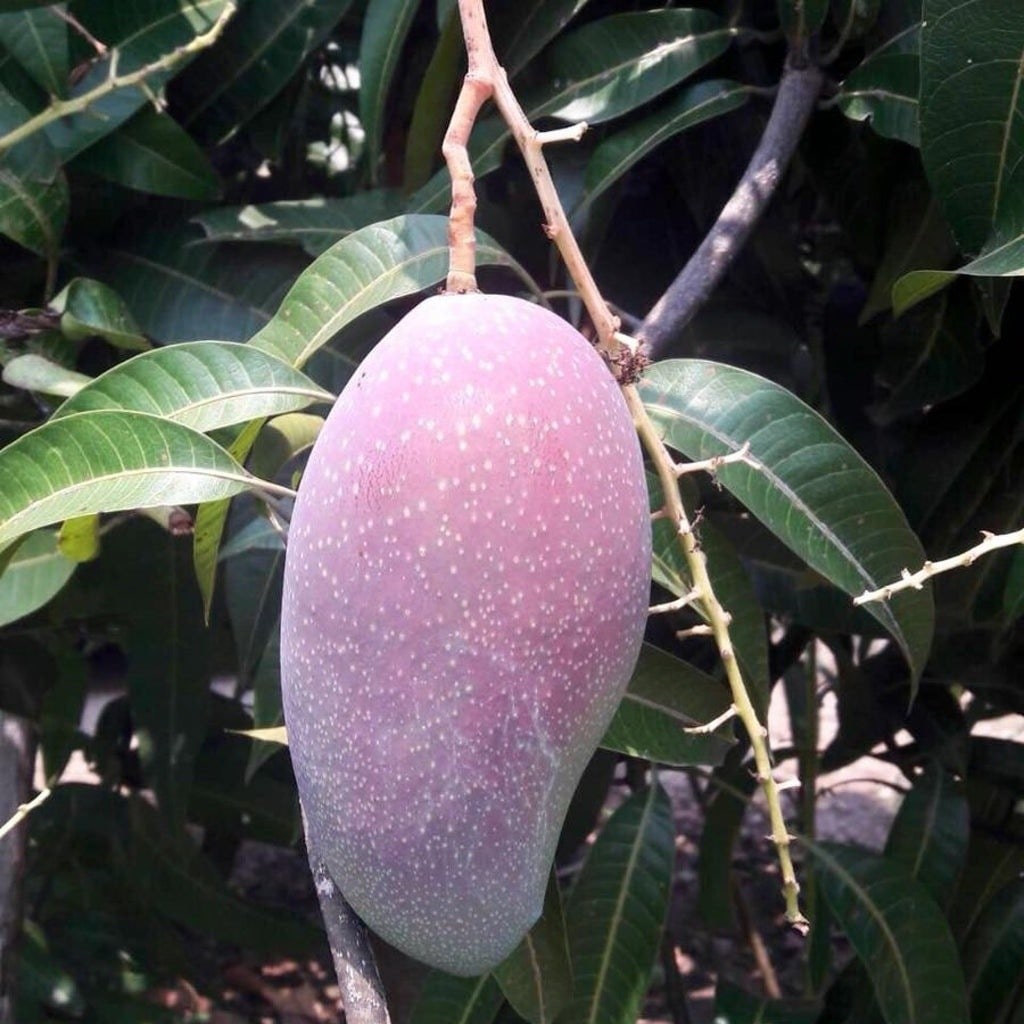 Purple Mango Plant
