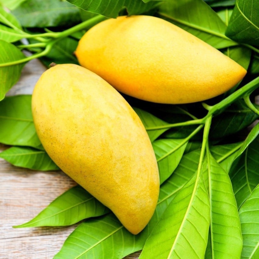 Nam Doc Mai Mango Plant