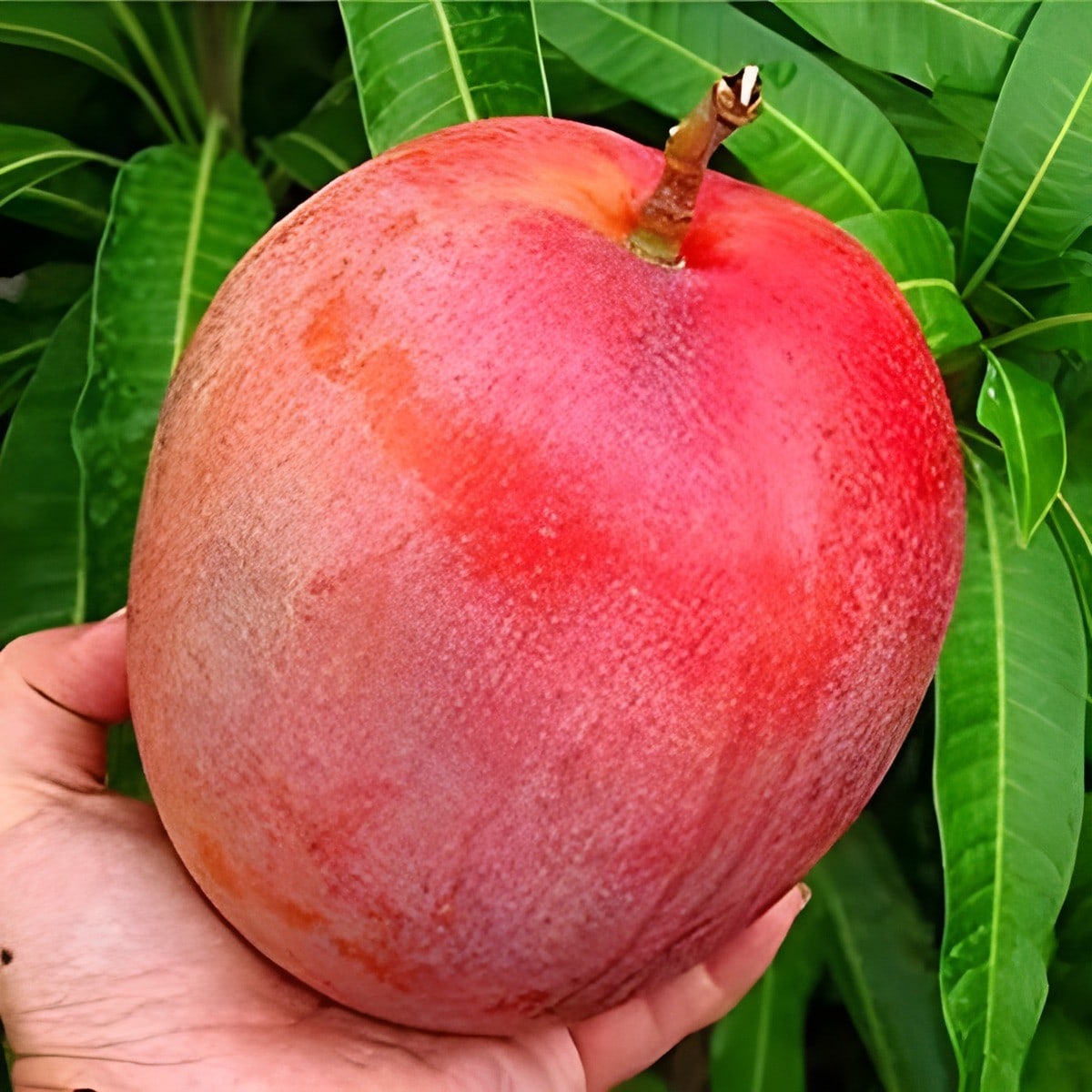 Vietnam All Time Mango Plant