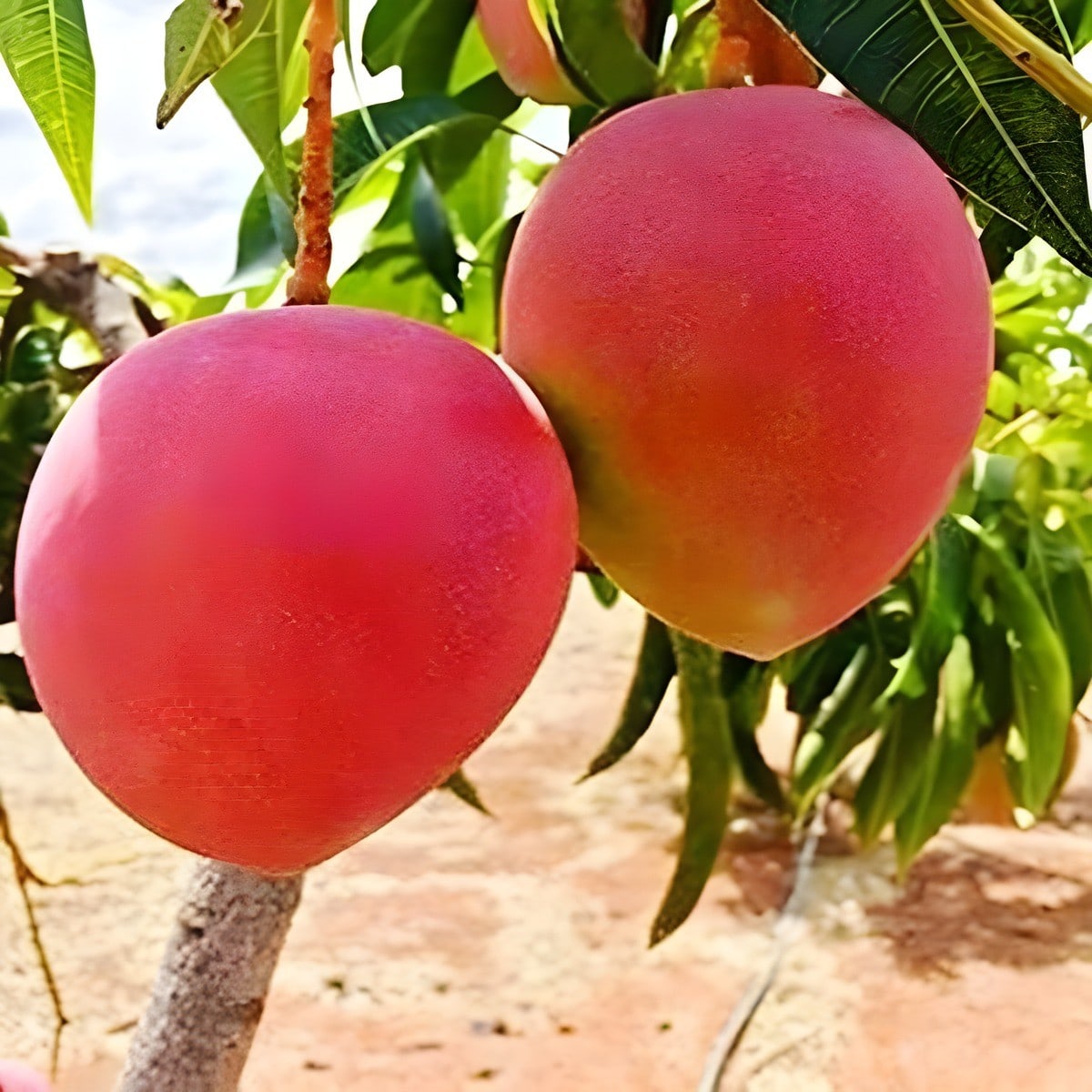 Miyazaki Mango Plant
