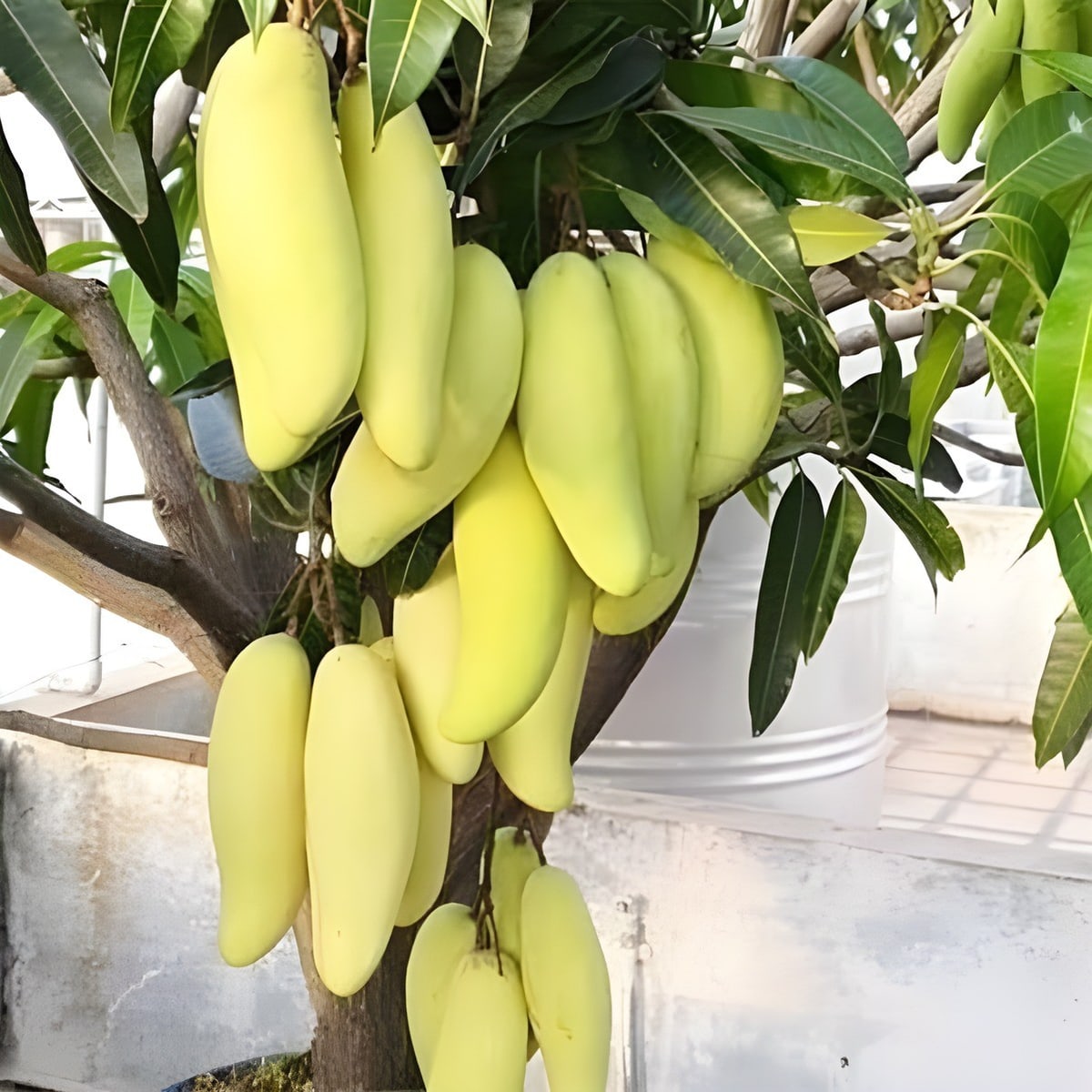 Yellow Banana Mango Plant