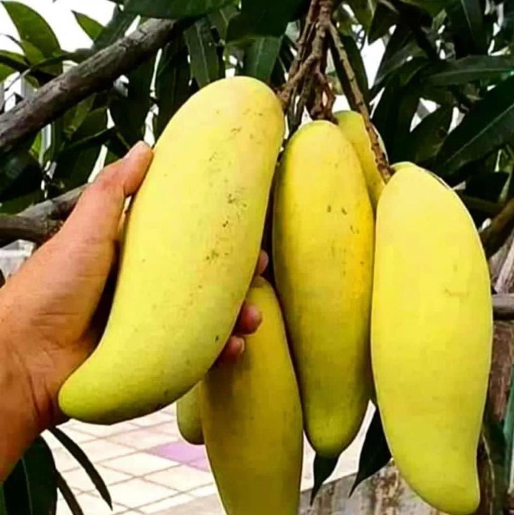 Yellow Banana Mango Plant, image 2 of 4