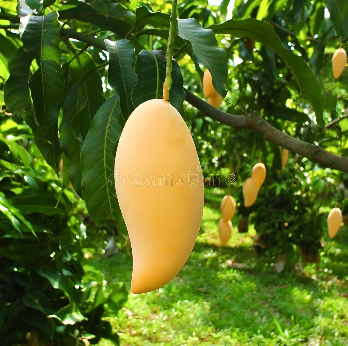 Yellow Banana Mango Plant, image 3 of 4