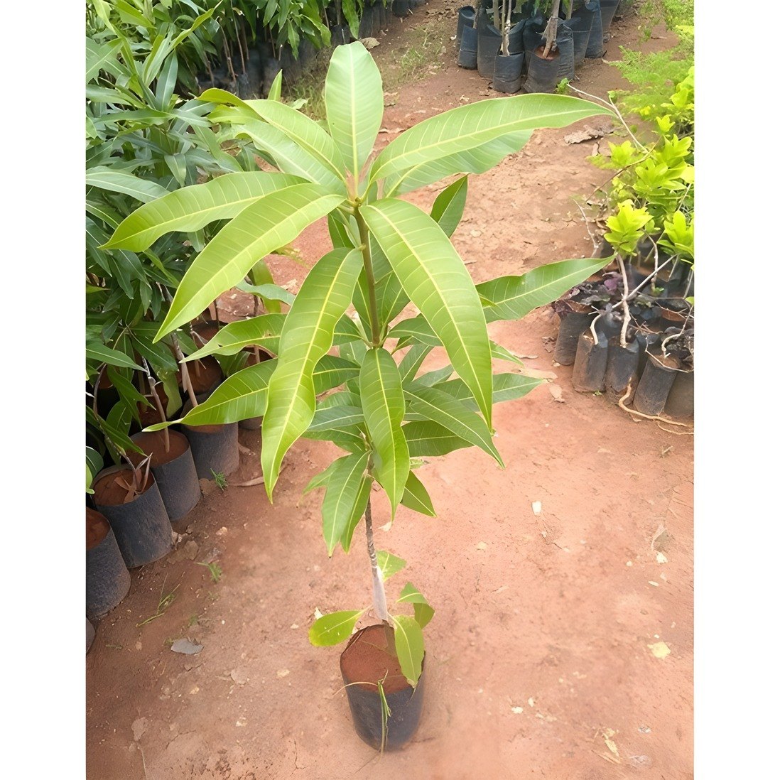 Yellow Banana Mango Plant, image 4 of 4
