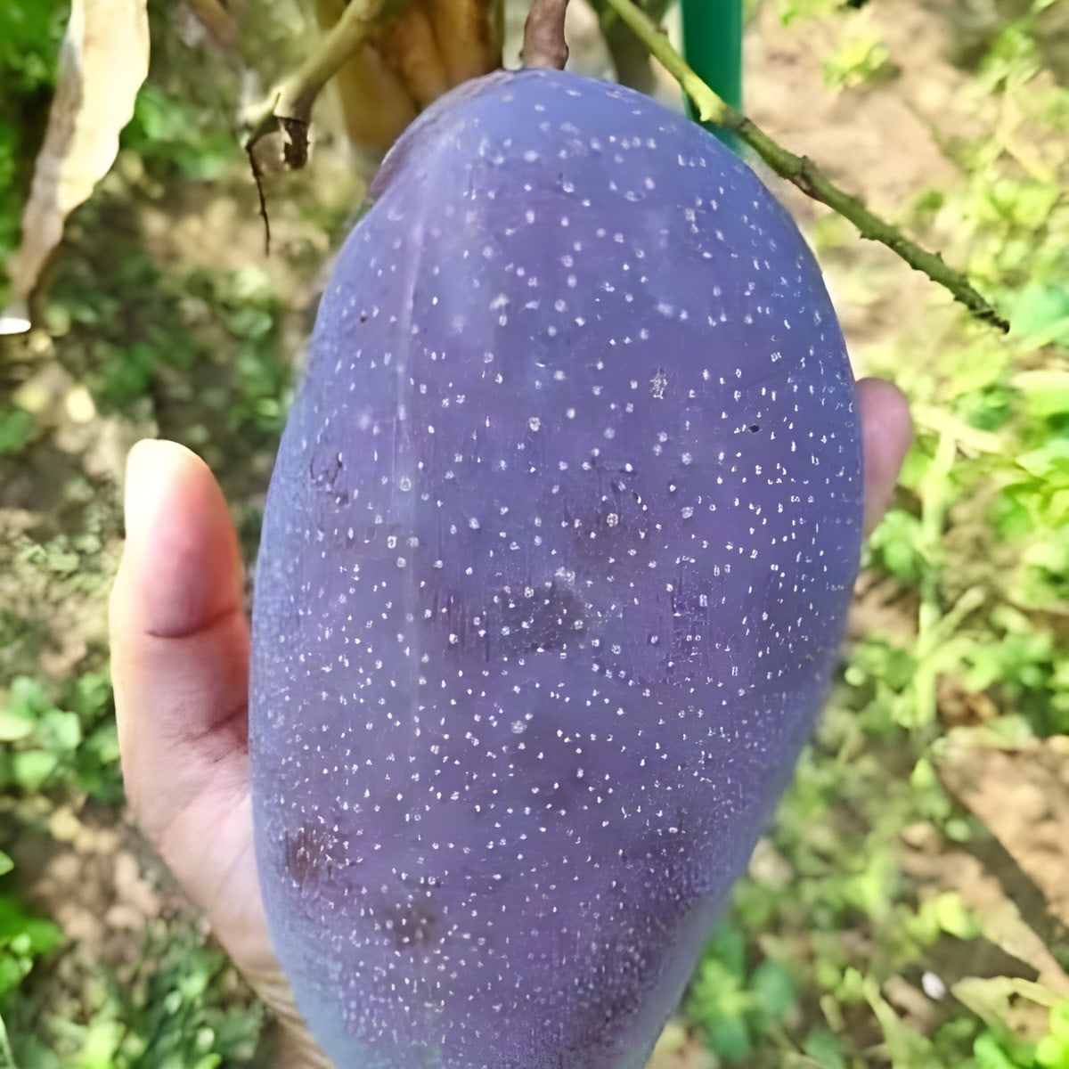 Black Stone Mango Plant