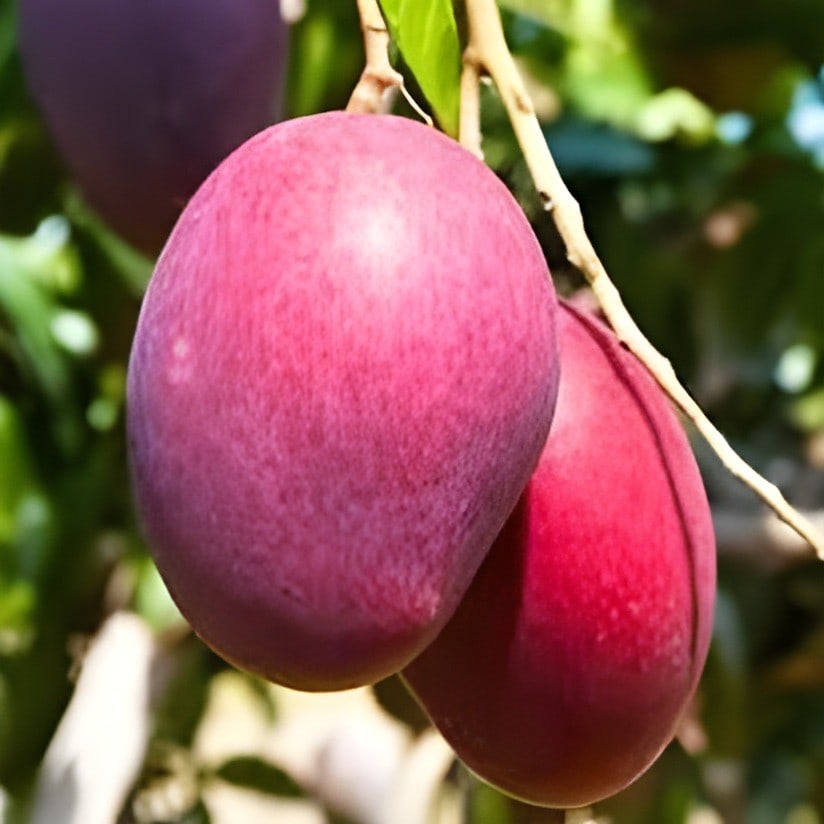 Red Palmer Mango Plant