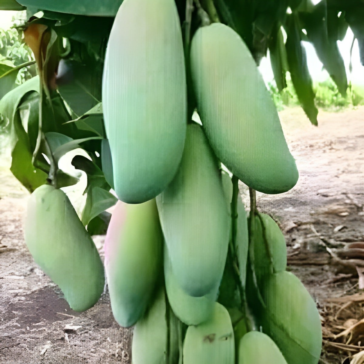 All Time Katimon Mango Plant