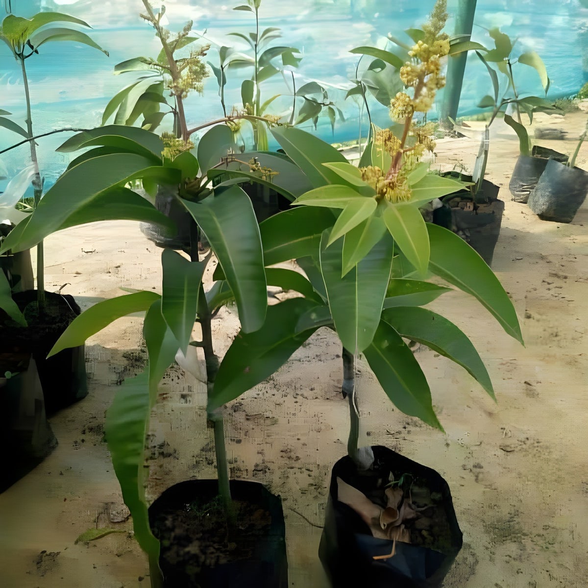Thai All Time Mango Plant