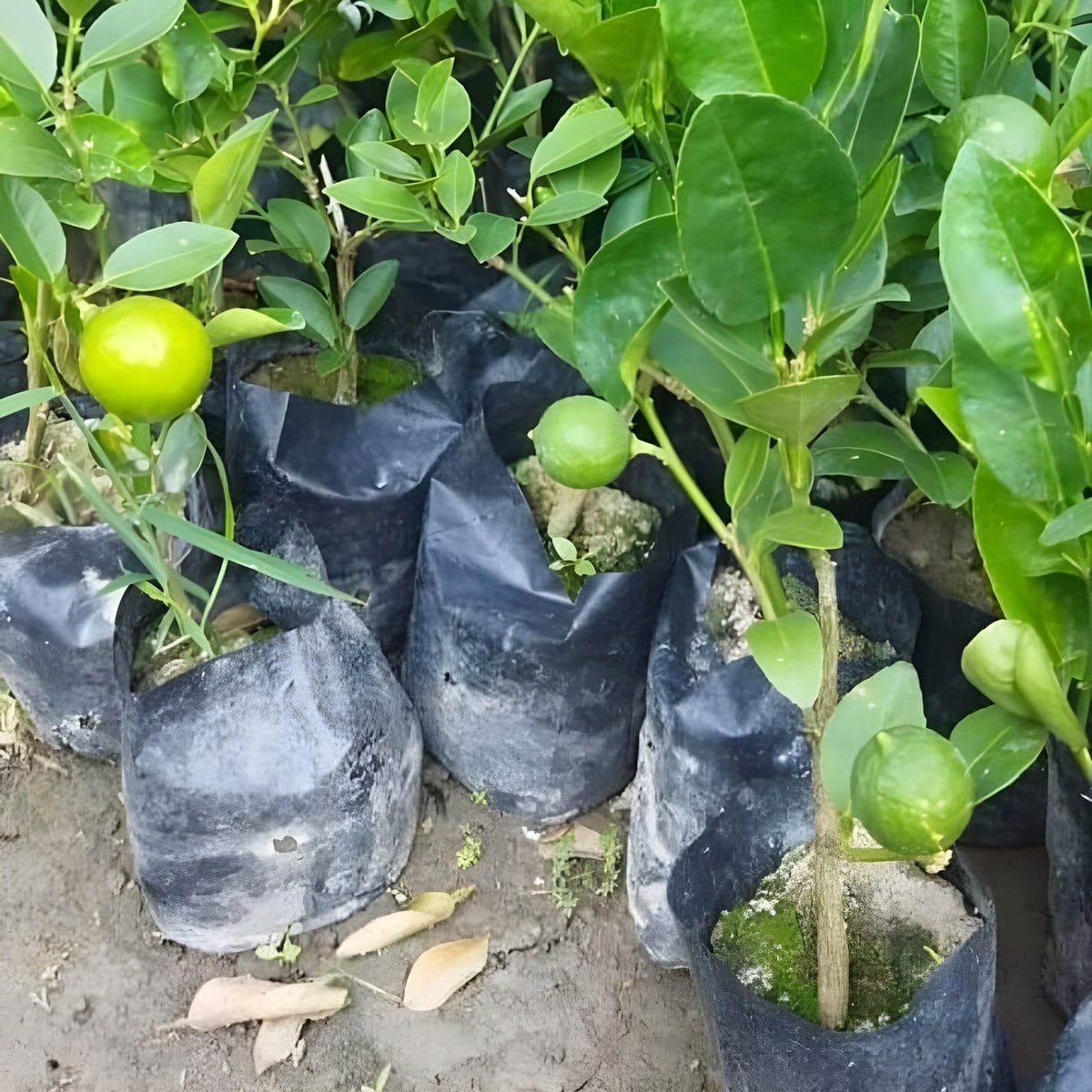 All Time Kolkata Pati Lemon Plant