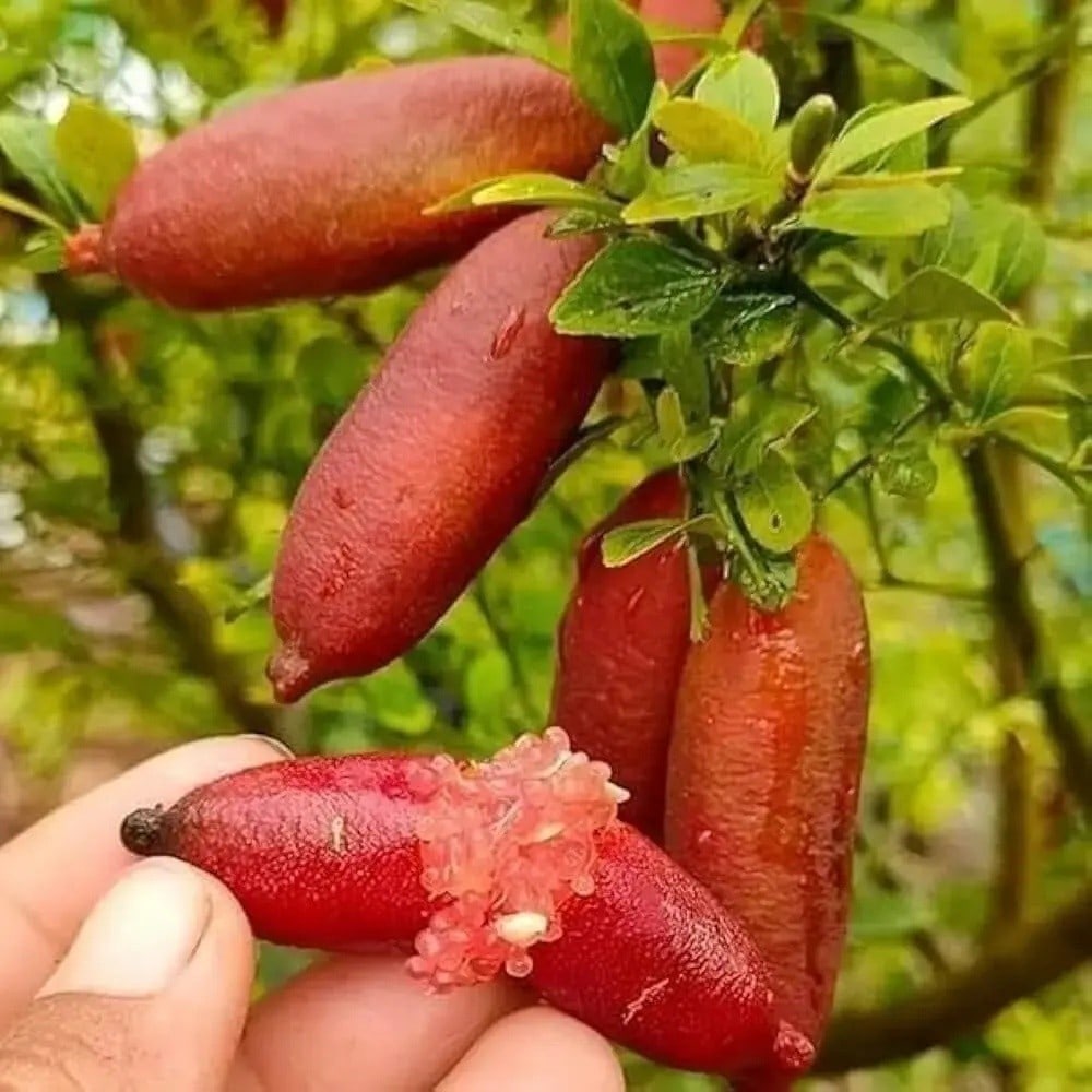 Finger Lime Plant