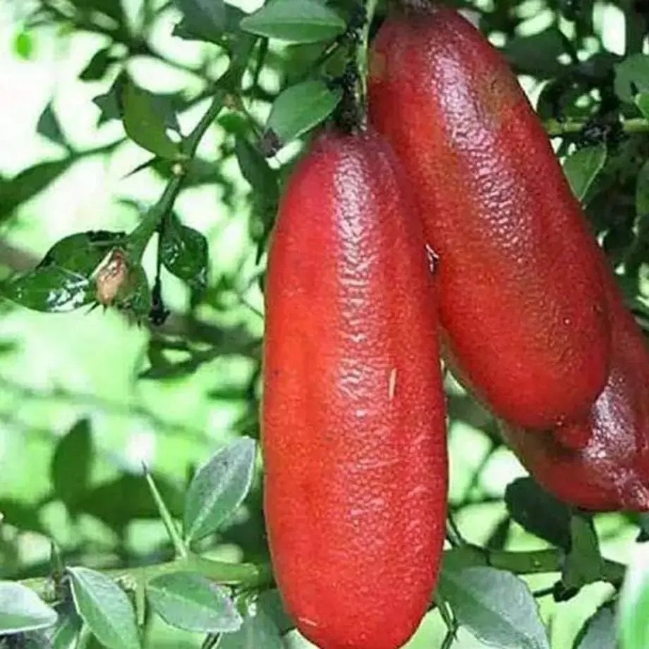 Finger Lime Plant, image 2 of 3