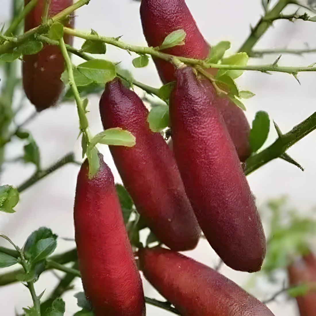 Finger Lime Plant, image 3 of 3