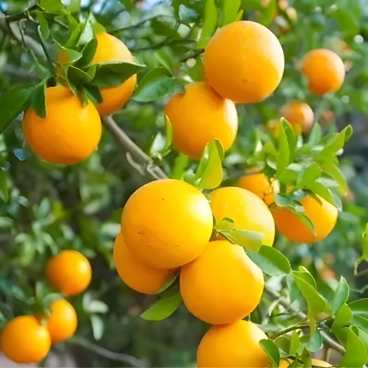 Valencia Olinda Orange Plant