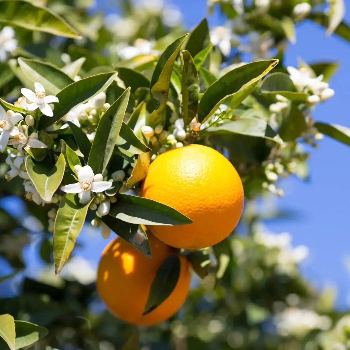 Valencia Olinda Orange Plant, image 2 of 3