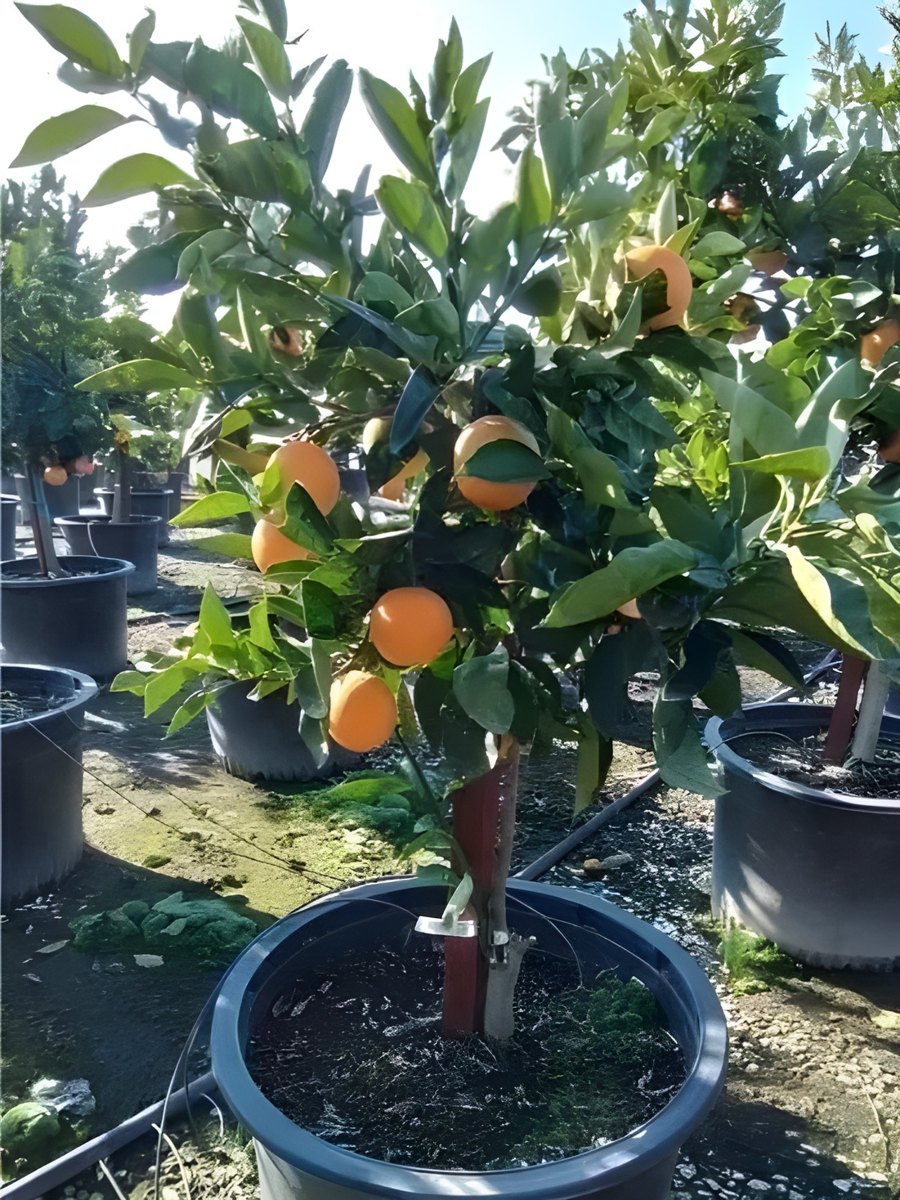 Valencia Olinda Orange Plant, image 3 of 3