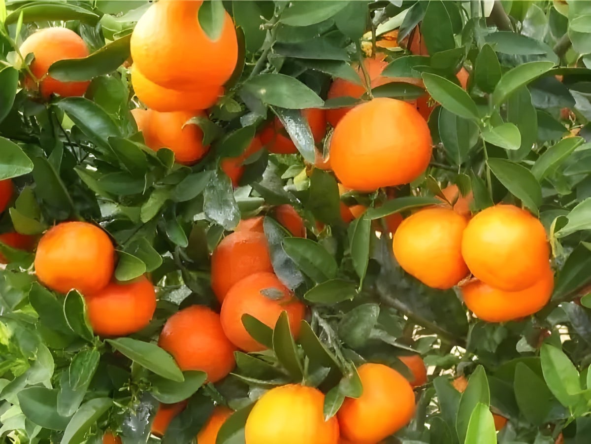 Afourer Mandarin Orange Plant