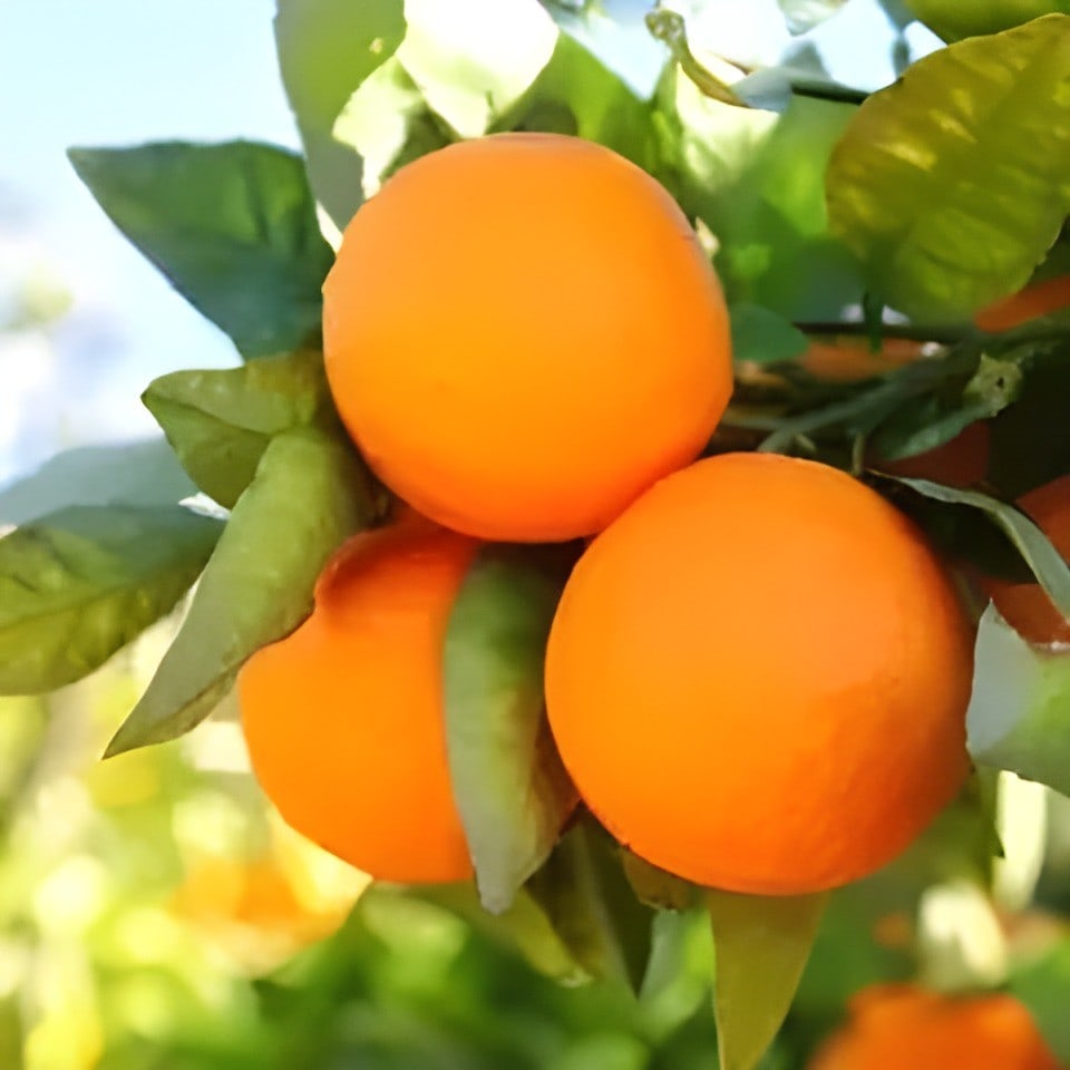 Kinnow Orange Plant
