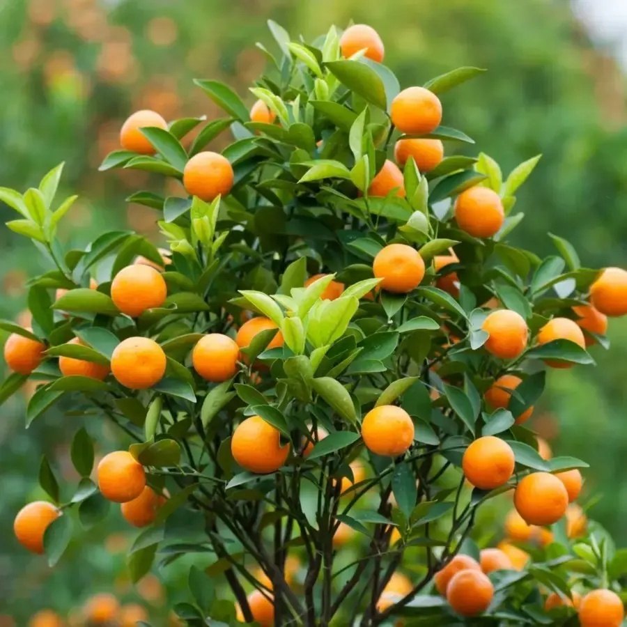 Mandarin Orange Plant, image 3 of 4