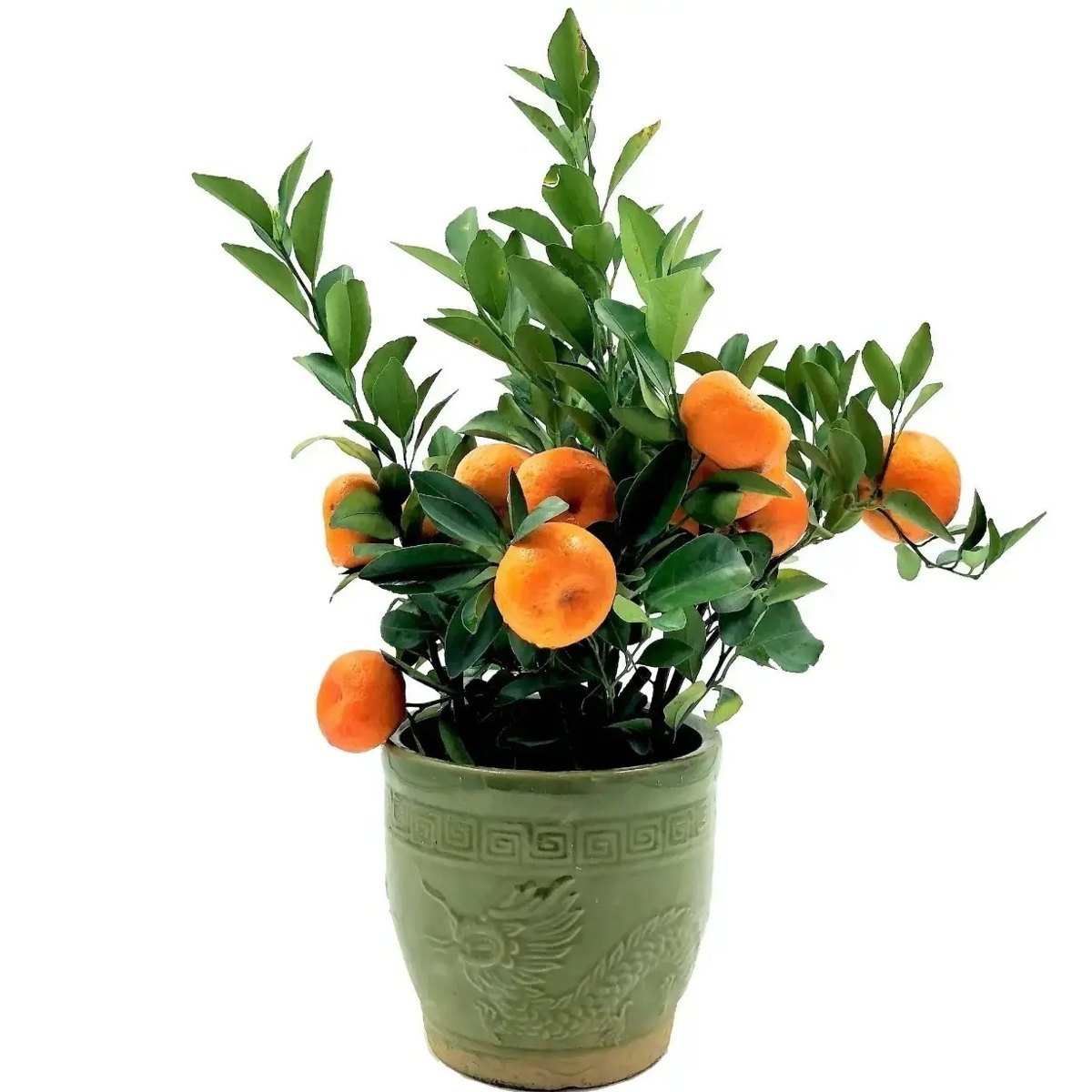 Mandarin Orange Plant, image 4 of 4