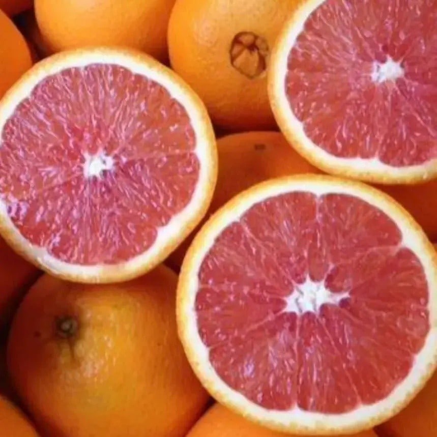 Cara Cara Navel Orange Plant